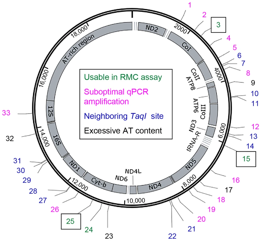 The locations of <i>TaqI</i> sites in <i>Drosophila</i> mtDNA.