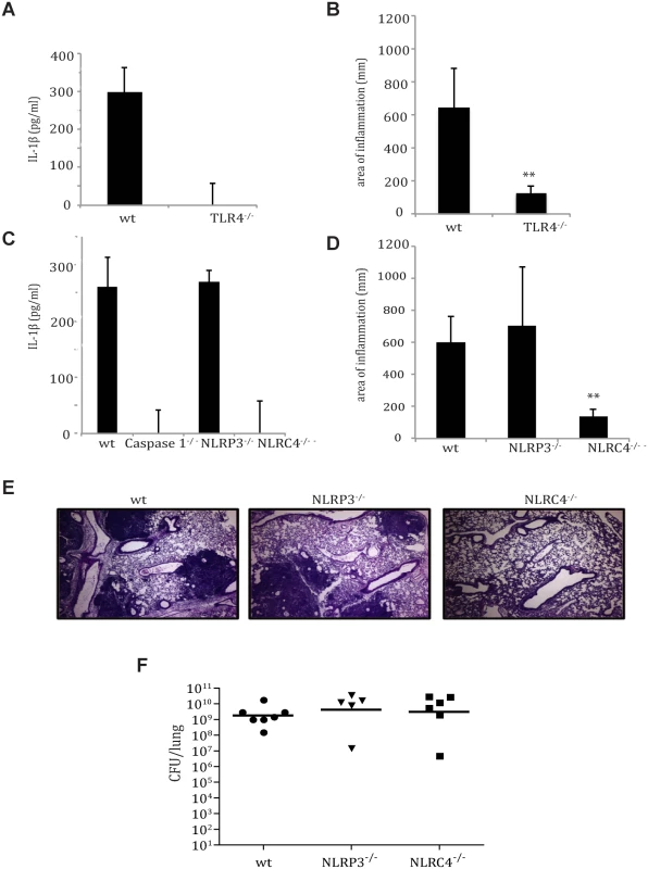 TLR4- and NLRC4-dependent IL-1β and IL-18 activation by <i>Y</i>. <i>pestis</i> contributes to respiratory pathology.