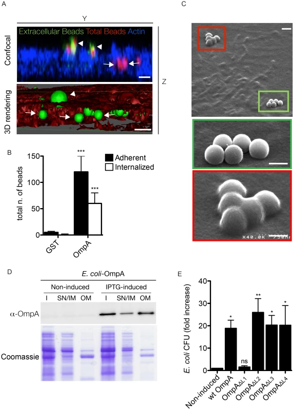 OmpA is necessary and sufficient to trigger the internalization of beads and extracellular bacteria within non-phagocytic cells.