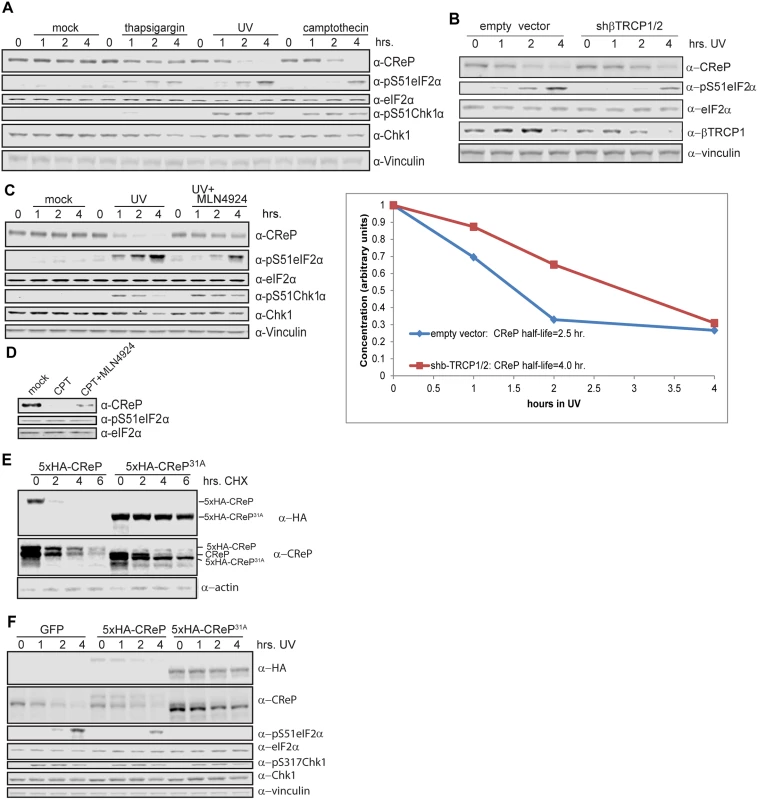 Regulation of CReP turnover and impact on eIF2α phosphorylation.