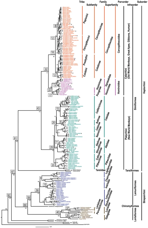 The molecular phylogeny of 186 primates and four species representing the two outgroup orders of Scandentia, Dermoptera, and rooted by Lagomorpha.