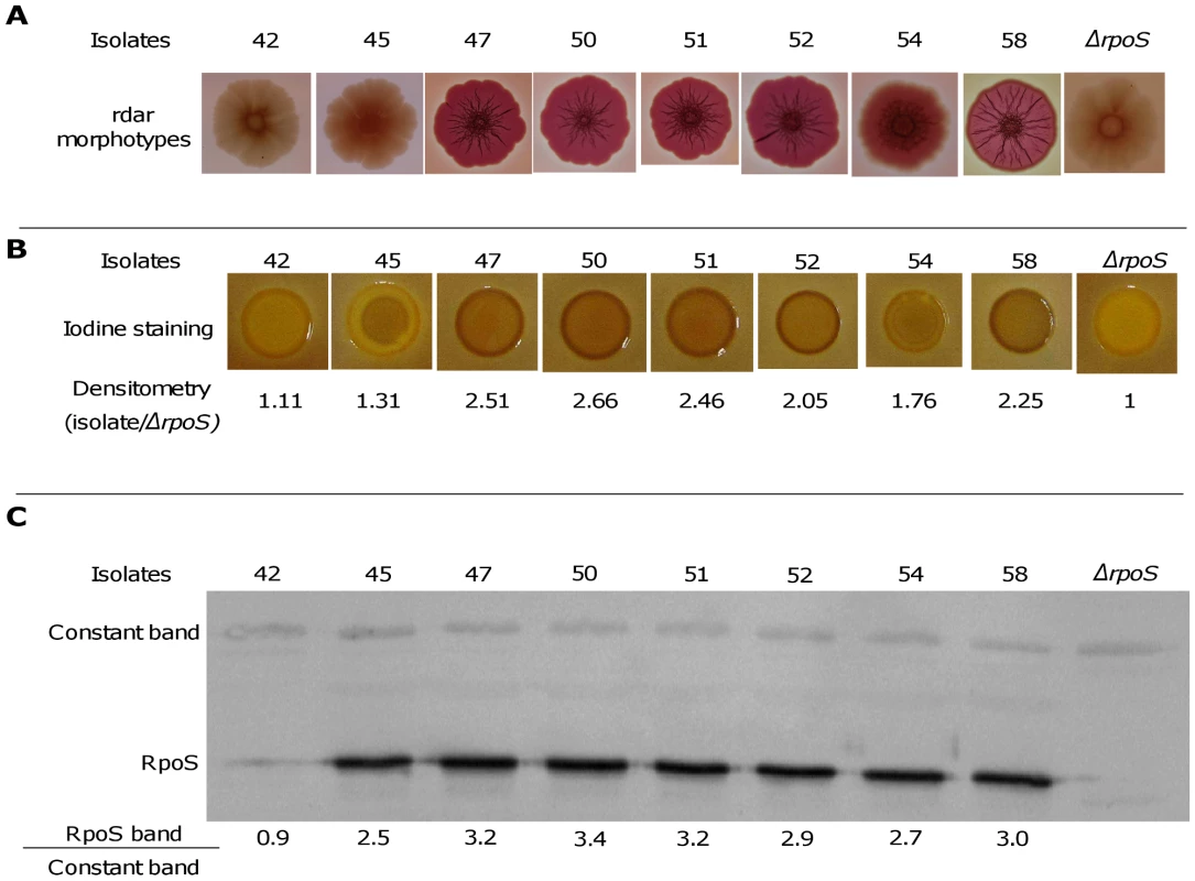 Level of RpoS in 8 representative <i>E. coli</i> isolates of patient 3.
