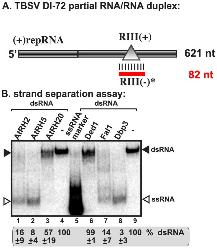 AtRH2 and AtRH5 can unwind short partial RNA/RNA duplex within the RIII(−) REN <i>in vitro</i>.