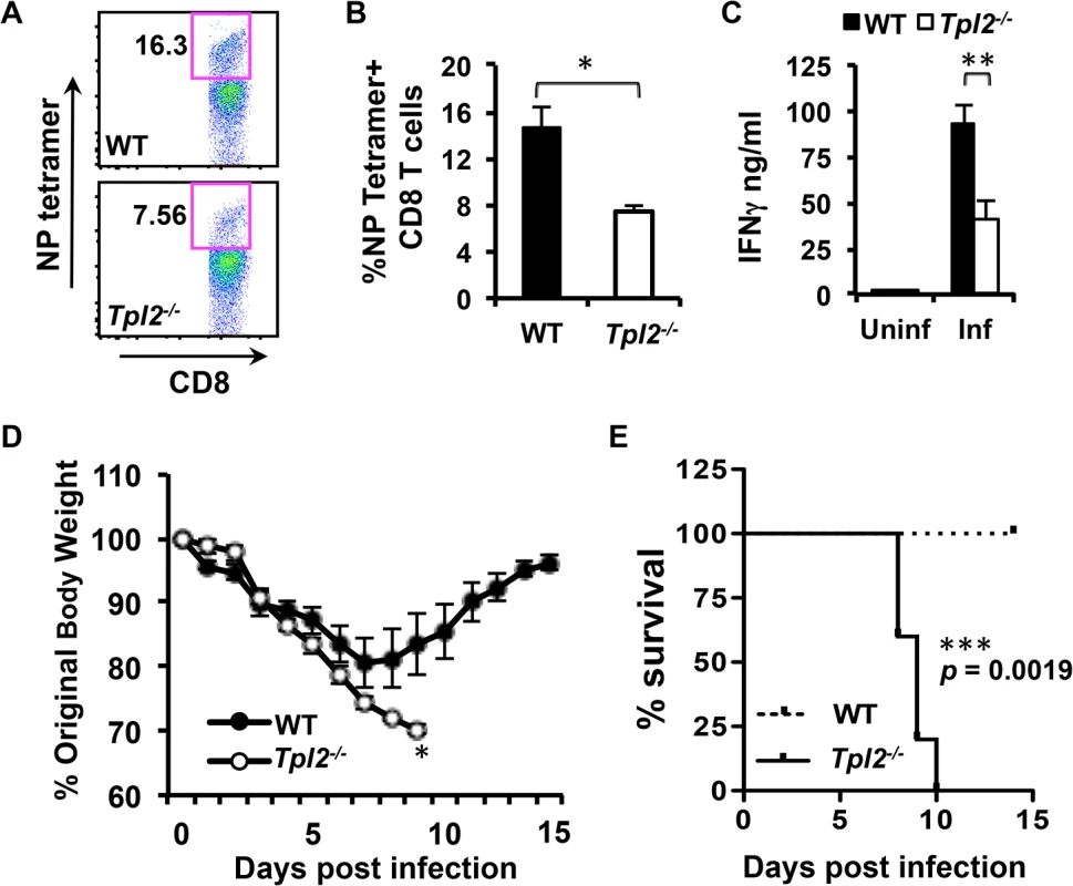 Tpl2 ablation limits antigen-specific CD8<sup>+</sup> T cell responses and enhances susceptibility to influenza infection.