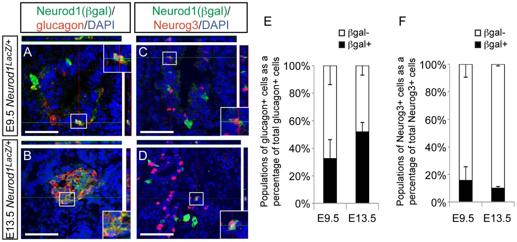 Neurod1 is expressed in a subset of endocrine progenitor cells.