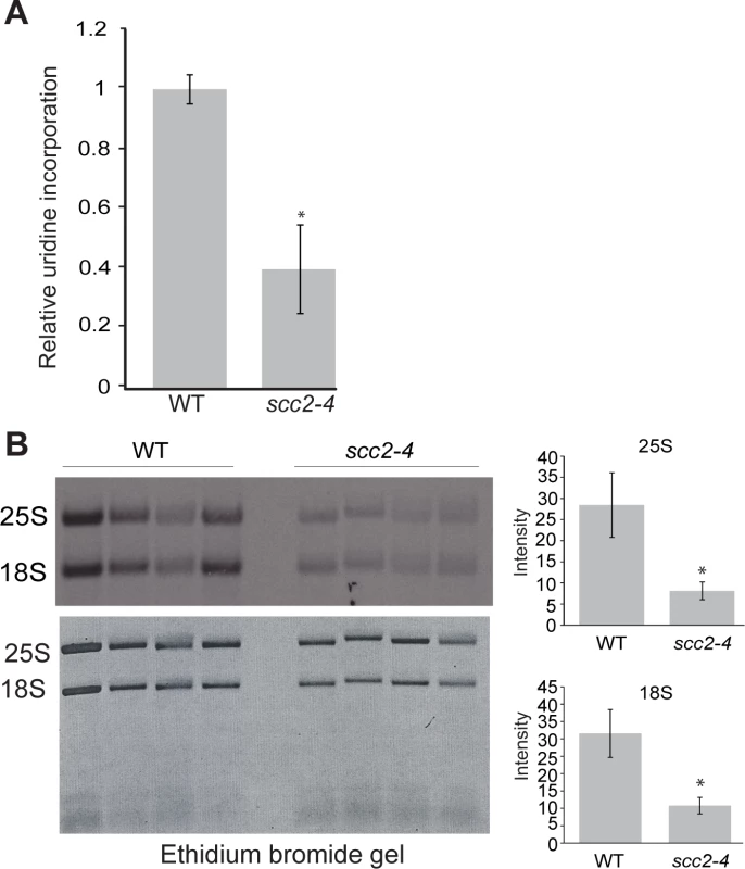 Ribosomal RNA production is compromised in the <i>scc2-4</i> mutant.