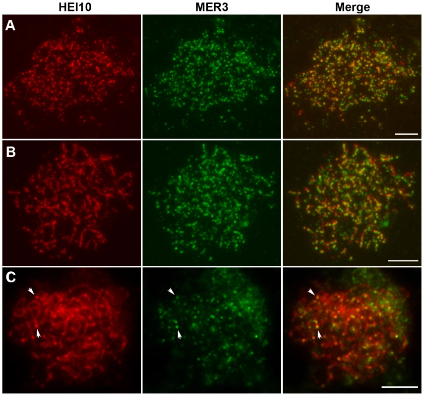 Dual immunolocalization of HEI10 and MER3 in WT meiocytes.