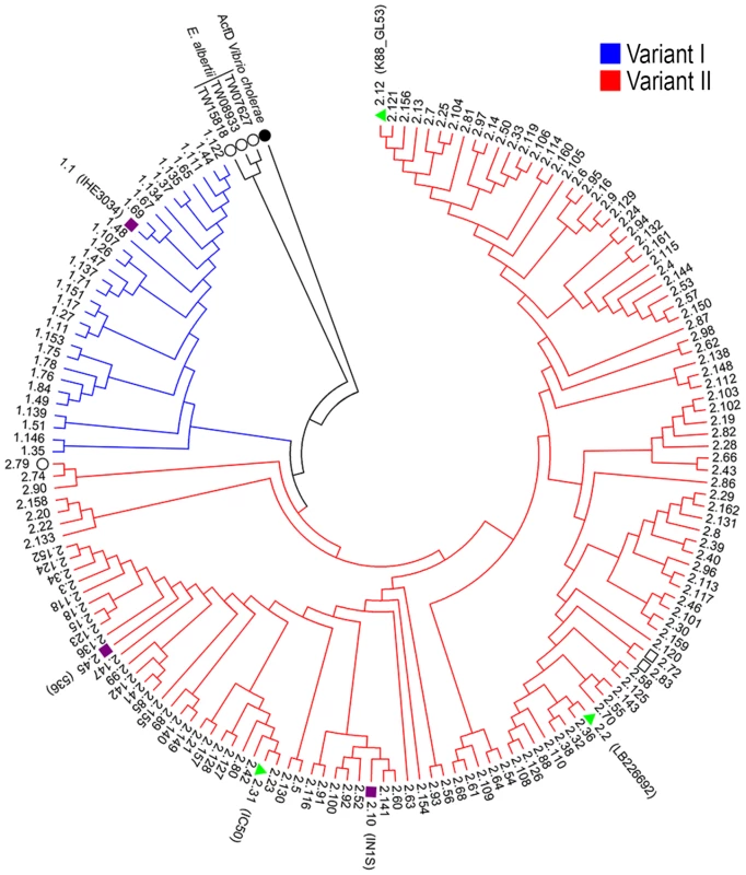Phylogenetic tree of SslE from a panel of <i>E. coli</i> isolates.