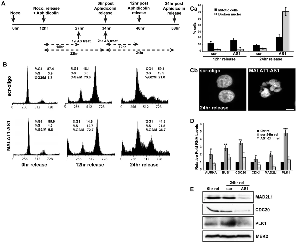 MALAT1 is required for mitotic progression.