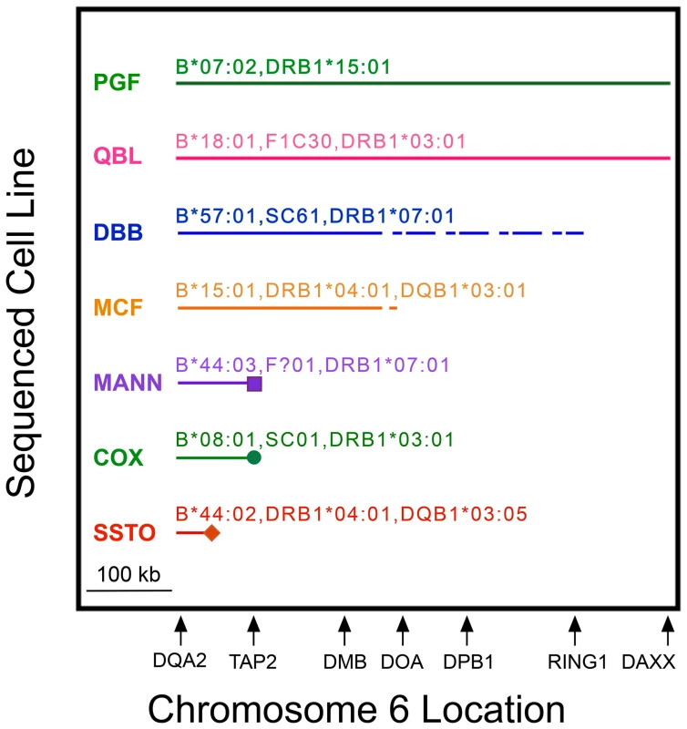 MHP sequences represent CEHs to variable extents in MHC class II from <i>HLA-DQA2</i> to <i>DAXX</i>.