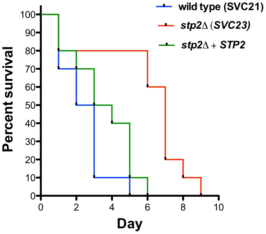Mutation in <i>C. albicans STP2</i> causes attenuation of virulence.