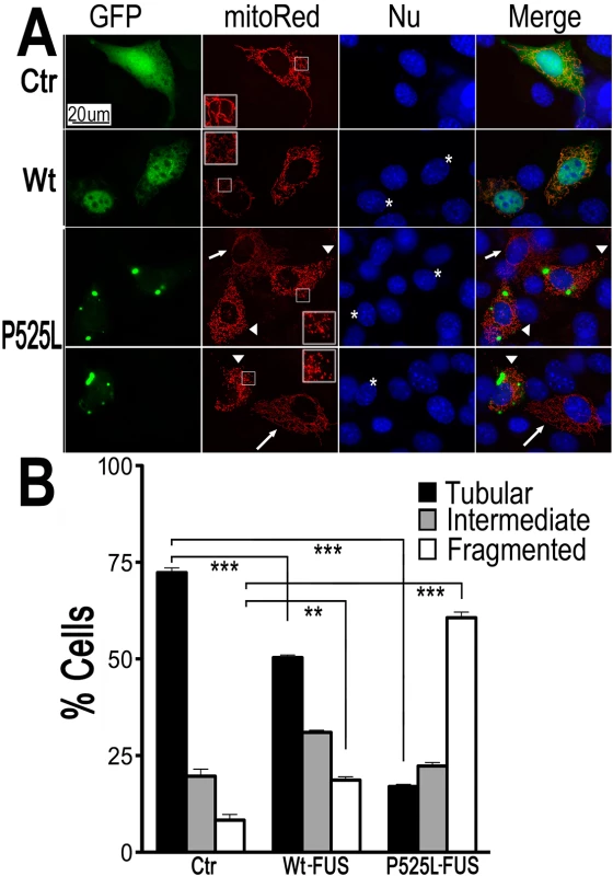 Expression of Wt- or ALS-mutant FUS in HT22 neuron-like cells led to mitochondrial fragmentation.