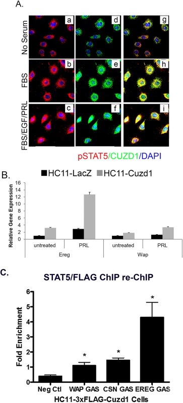 CUZD1 and STAT5 translocate to the nucleus and modulate target gene expression.