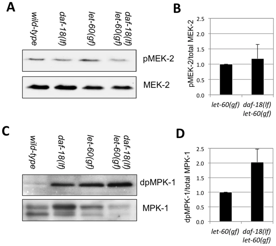 DAF-18 inhibits MPK-1 phosphorylation.