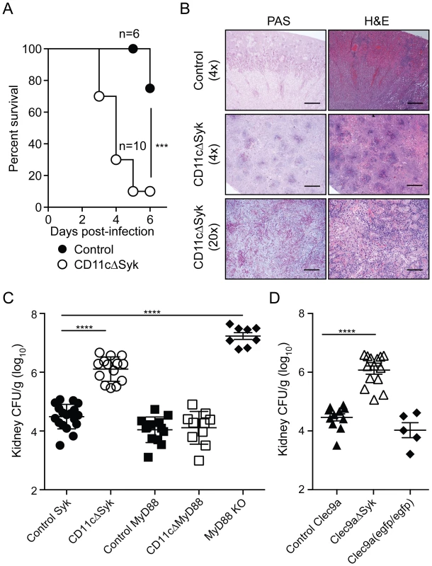 Mice with targeted deletion of Syk in CD11c<sup>+</sup> cells show increased susceptibility to systemic candidiasis.