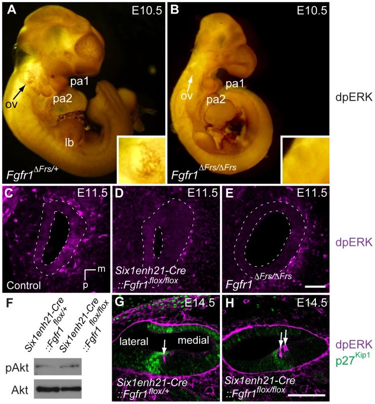 ERK phosphorylation is inhibited in the developing inner ear of FGFR1 signalling mutants.