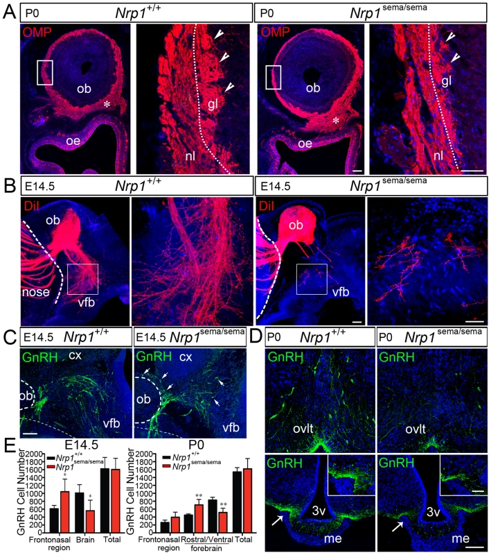 Defects in olfactory and vomeronasal axons, and GnRH cell migration in <i>Nrp1</i><sup>sema/sema</sup> mutant mice.