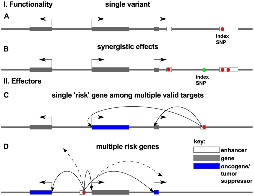 Models for association of risk with effector genes.