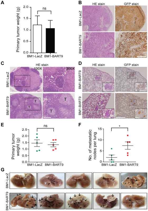 miR-BART9 enhances the metastatic activity of EBV-negative NPC cells <i>in vivo</i>.
