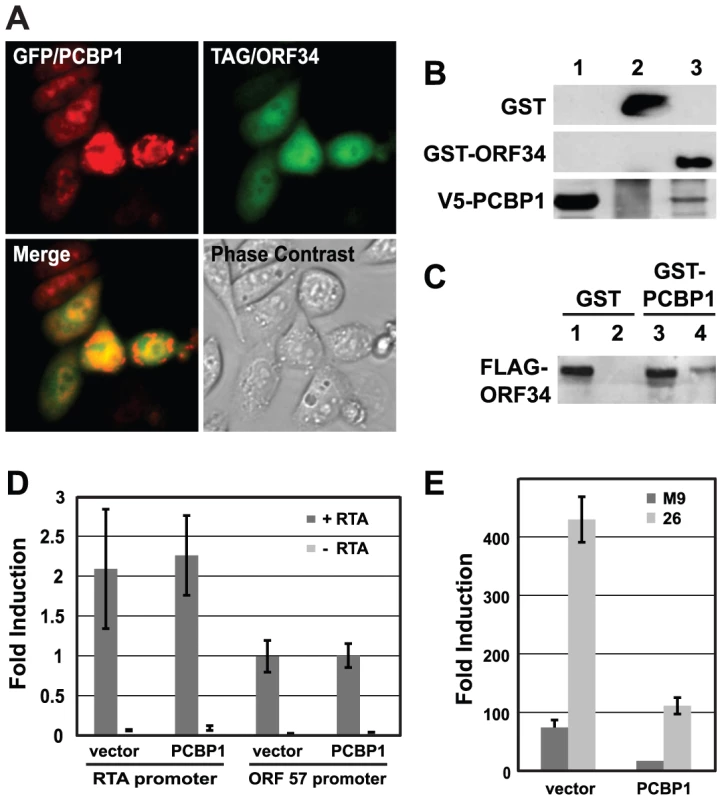PCBP1 interacts with ORF34 in mammalian cells and negatively regulates late gene expression.