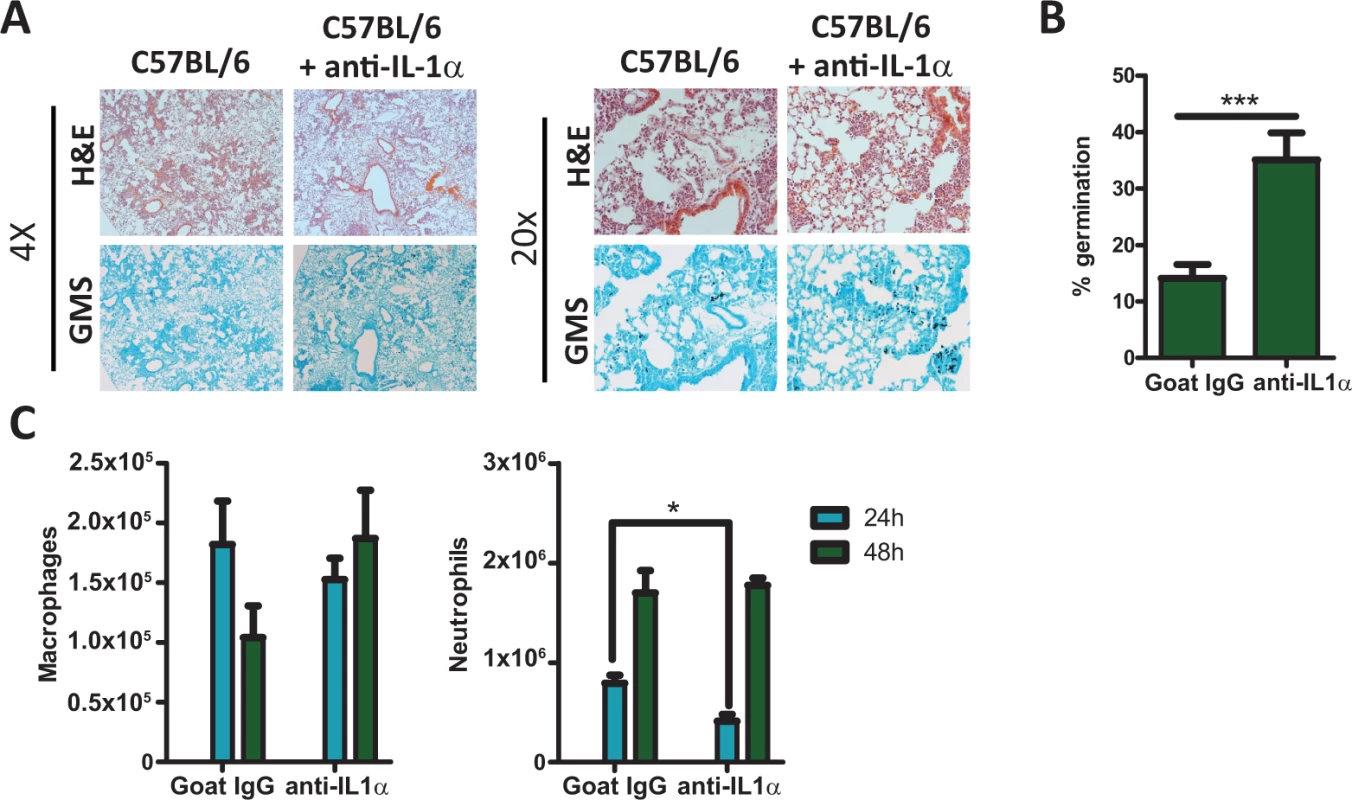 C57BL/6 mice treated with IL-1α neutralizing antibody were more susceptible to <i>Aspergillus fumigatus</i> infection.