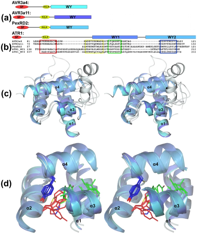 Structural conservation of the WY-domain fold in RXLR effectors from <i>P. infestans</i>, <i>P. capsici</i>, and <i>H. arabidopsidis</i>.