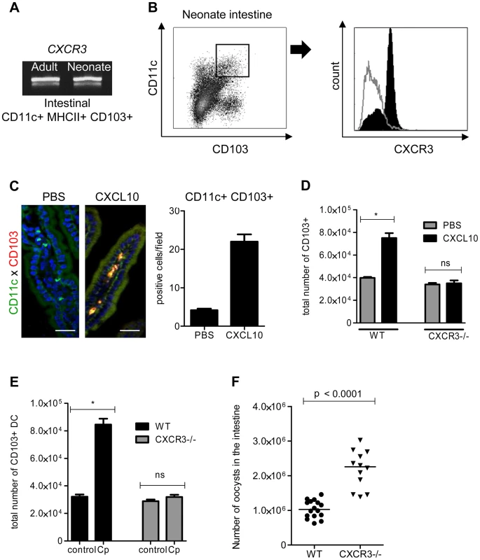 The chemokine receptor CXCR3 plays a major role in the recruitment of CD103+ DC during <i>C. parvum</i> infection.