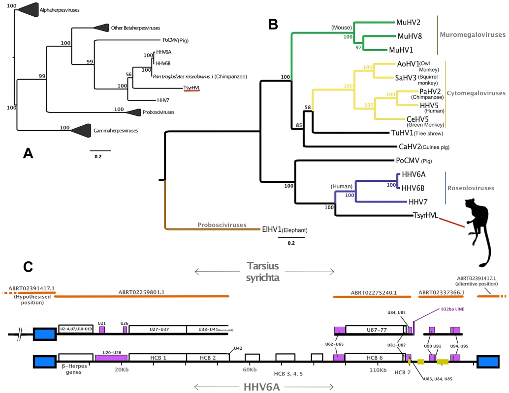Phylogenetic and genomic analysis of the tarsier endogenous herpesvirus.