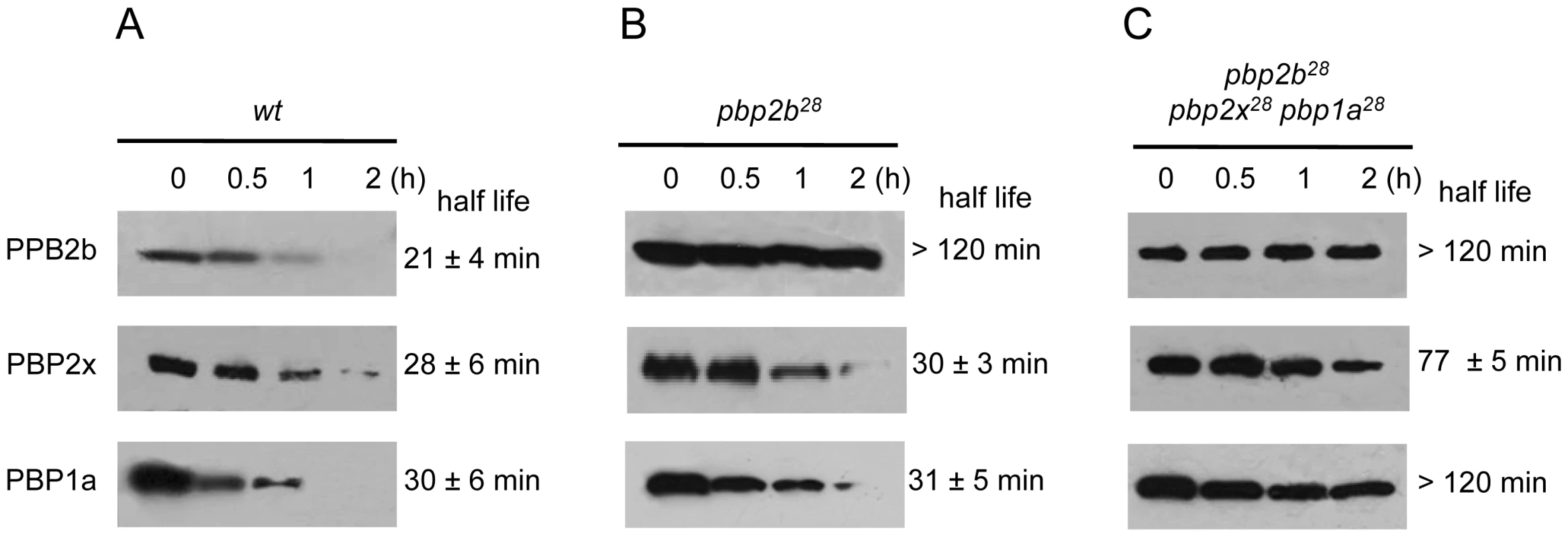 <i>S</i>tability in vivo of wild-type and mutant PBPs.