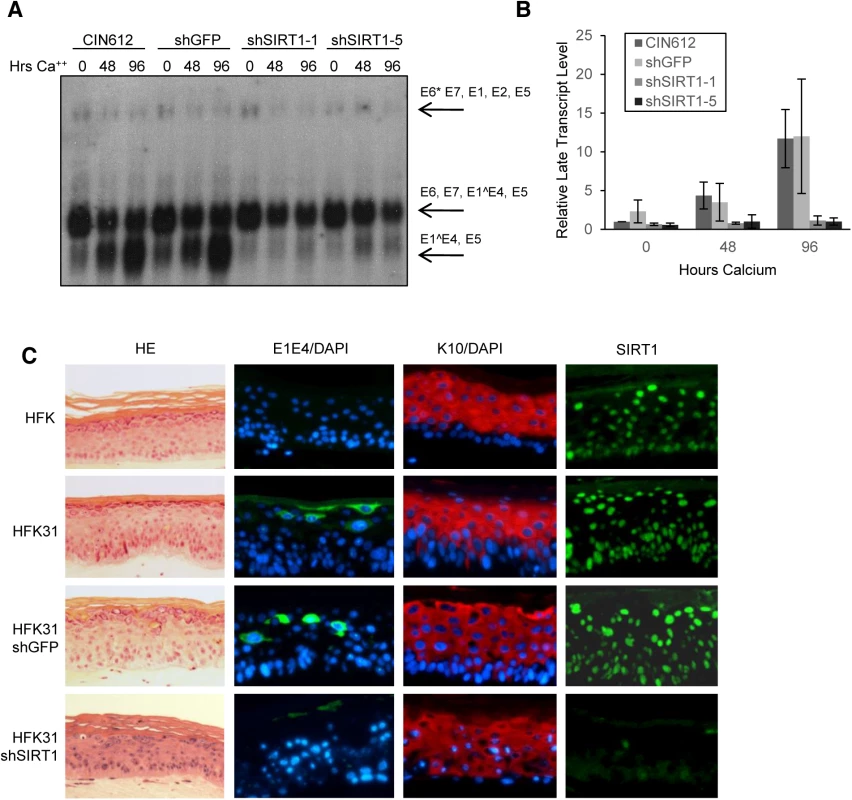 Depletion of SIRT1 by shRNAs inhibits HPV late gene transcription and expression.