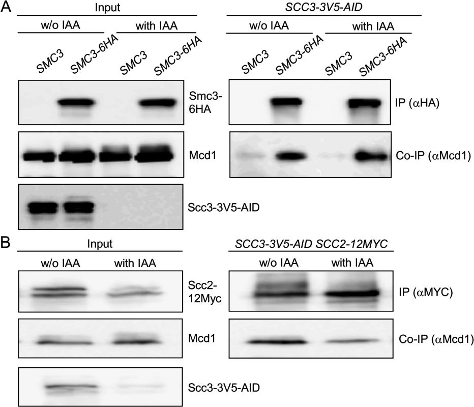 Scc3 does not affect the Smc3-Mcd1 interaction.