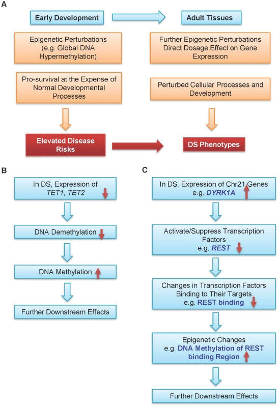 A model for epigenetic contributions to DS phenotypes.