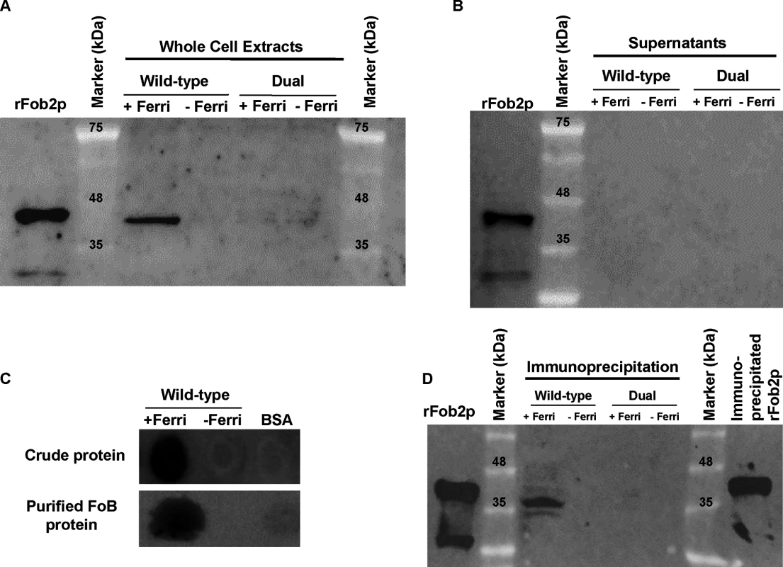 Western blot analysis demonstrating that Fob proteins are cell-associated, not secreted, and bind to radiolabeled ferrioxamine.