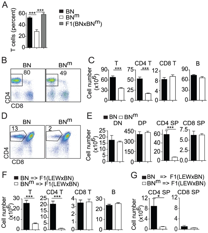 BN<sup>m</sup> rats exhibit a T cell autonomous lymphopenia restricted to CD4 T cells.