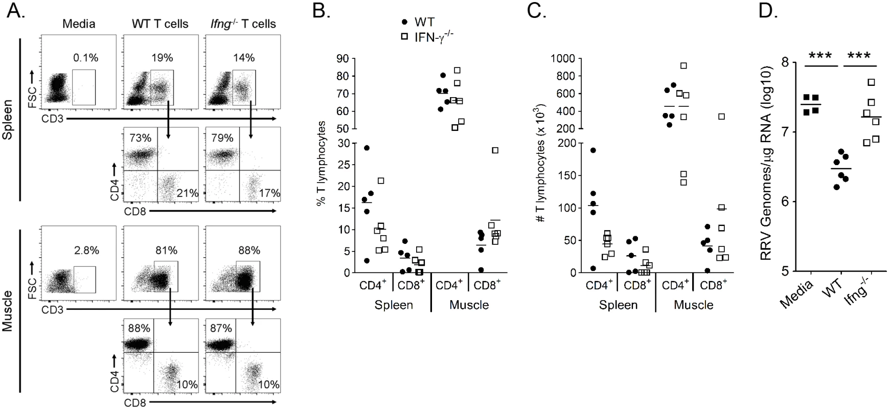 IFN-γ expression by T cells is required to control RRV infection in <i>Rag1</i><sup>-/-</sup> mice.