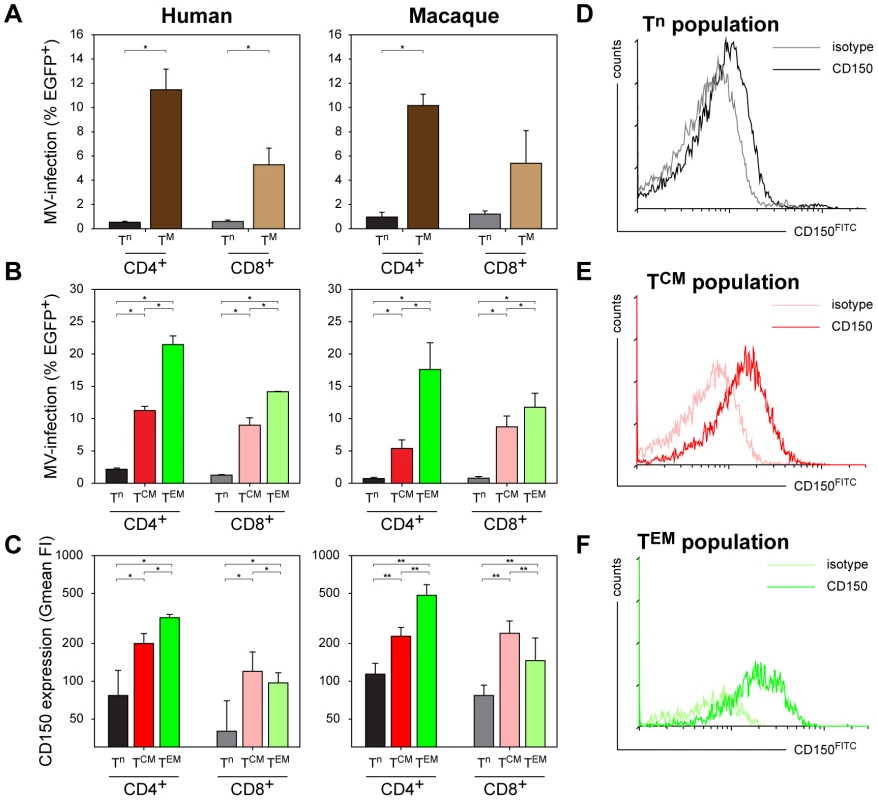 Susceptibility of human or macaque T-lymphocyte subsets to <i>in vitro</i> MV infection.