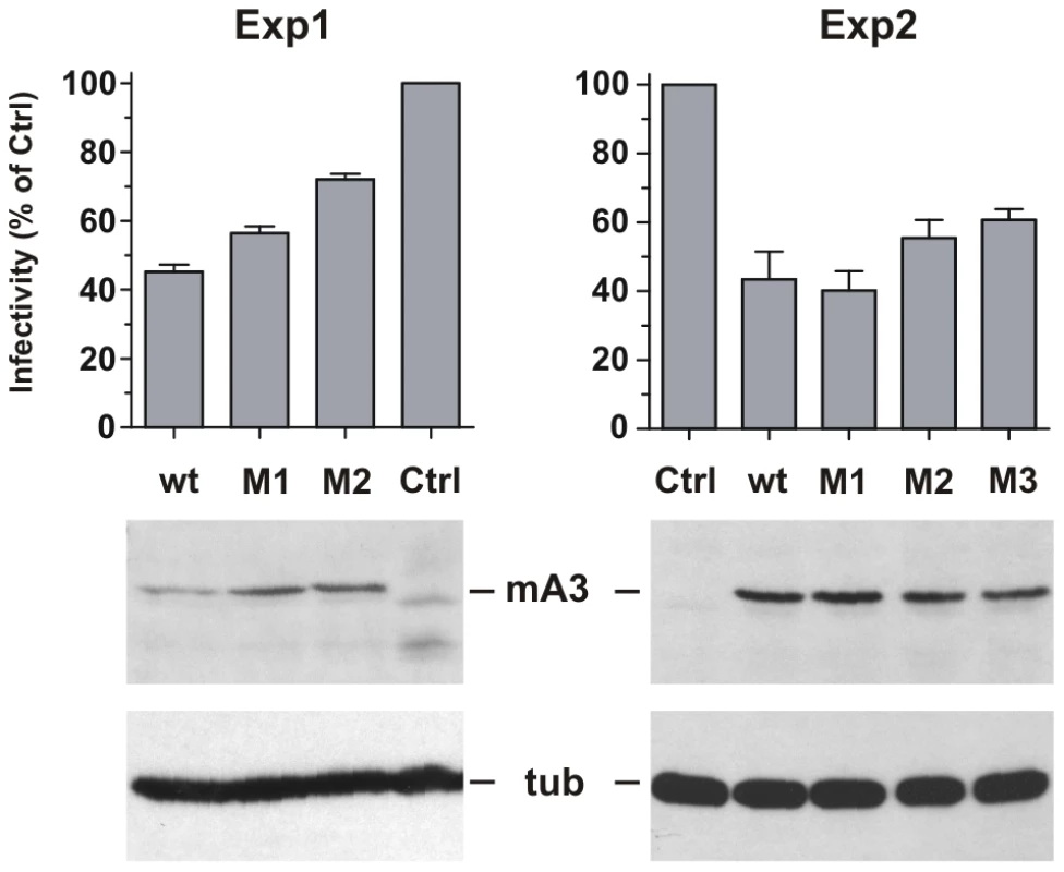 Antiviral activity of mA3 mutants carrying BALB/c residues at the 34–38 and 134–139 clusters.