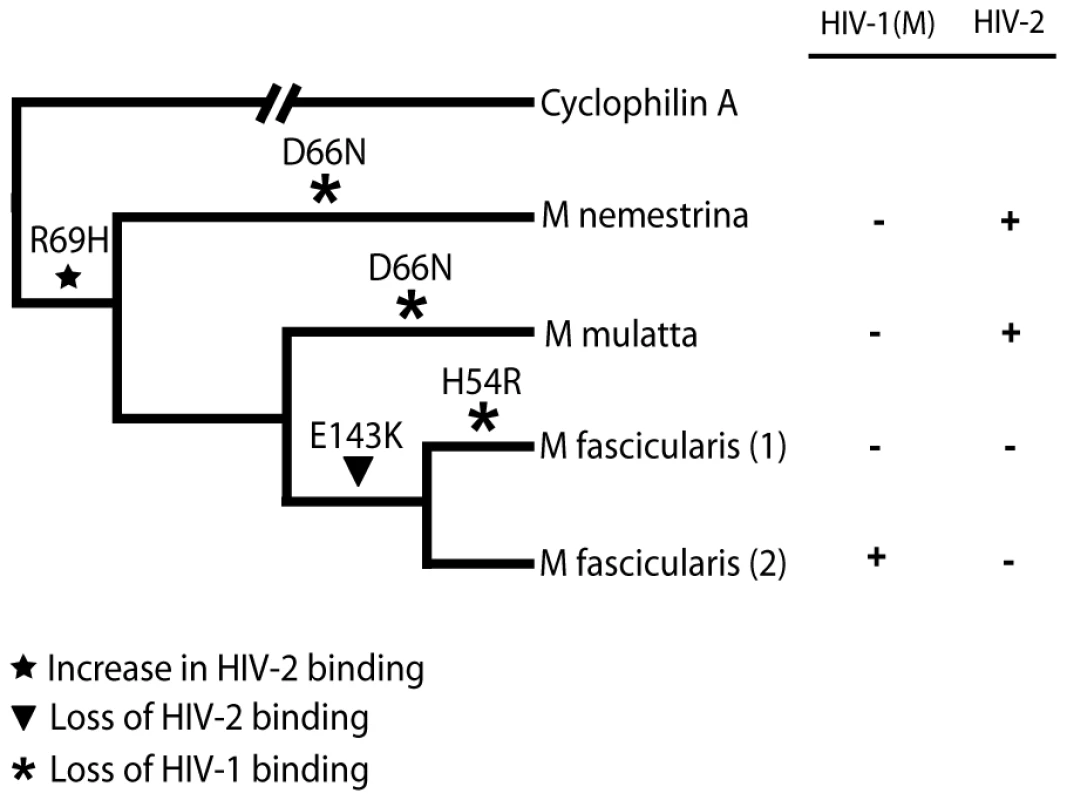 Mapping the differences in the TRIMCyp cyclophilin sequences onto the macaque phylogeny suggests convergent evolution of D66N and switching of antiviral specificity between lentiviral lineages throughout Asian macaque evolution.