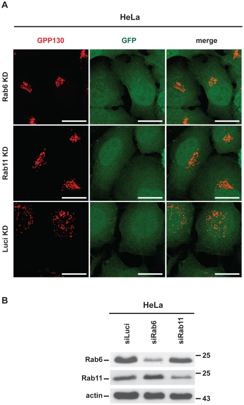 CPAF-induced Golgi fragmentation is Rab6A- and Rab11A-dependent in HeLa cells transiently expressing active CPAF.