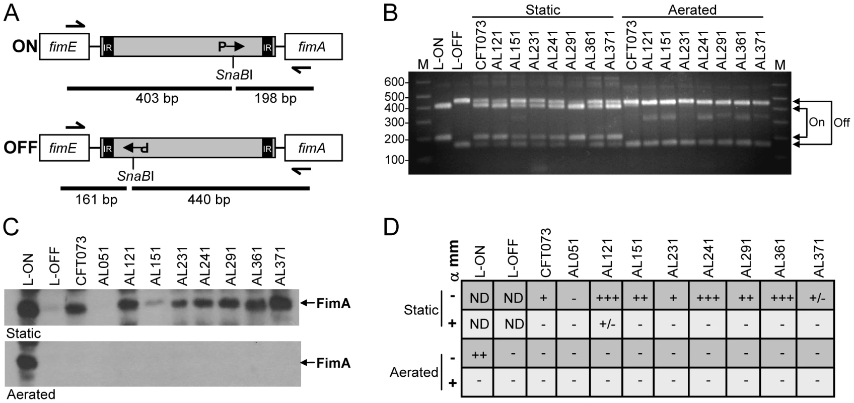 <i>In vitro</i> expression of type 1 fimbriae by clinical <i>E. coli</i> isolates.
