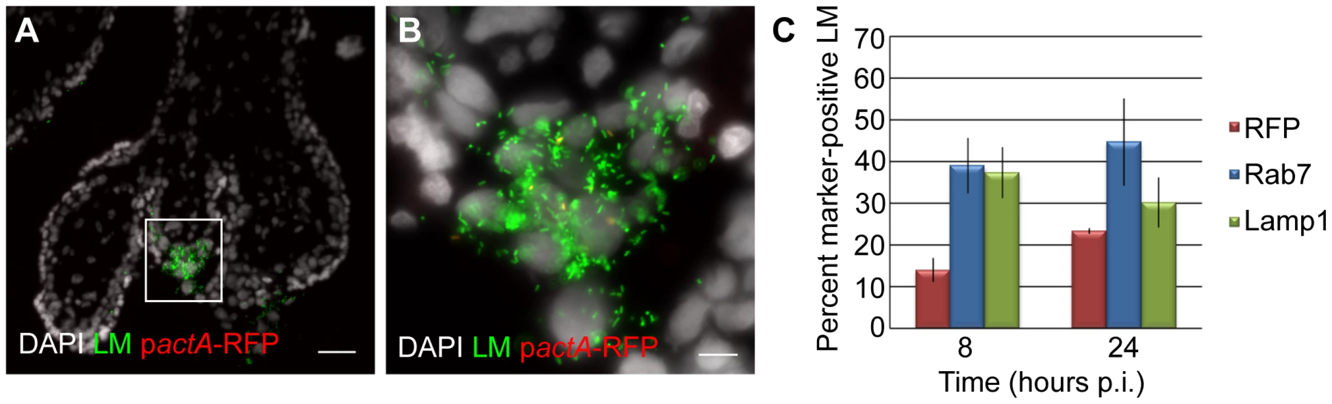 <i>L. monocytogenes</i> (LM) is trapped in late endosomes and lysosomes in EVT of placental explants.