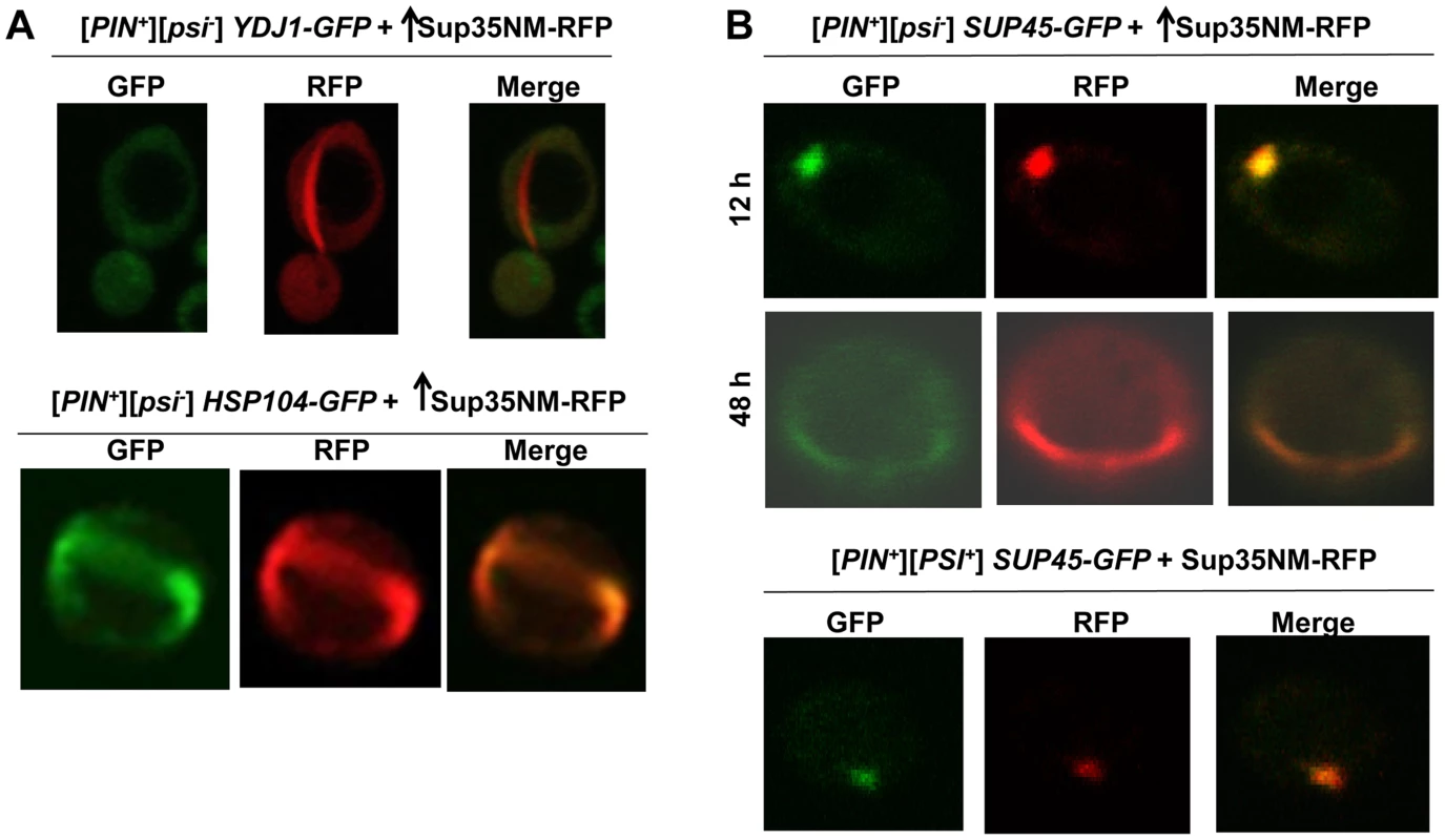 Induced Sup35 rings do not colocalize with Ydj1, but do colocalize with Hsp104 and Sup45.
