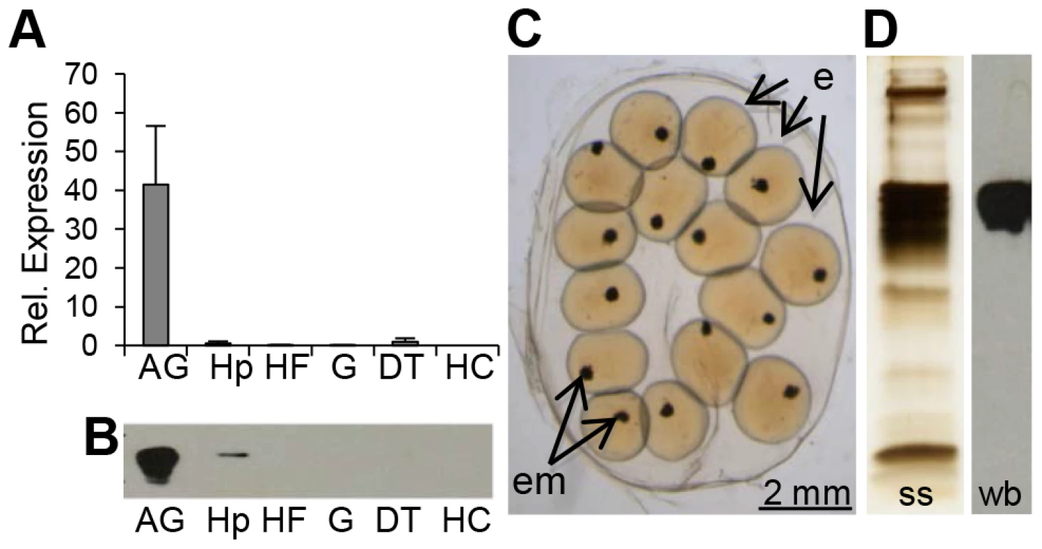 BgLBP/BPI1 is expressed in the albumen gland and is the major protein of <i>B. glabrata</i> egg masses.