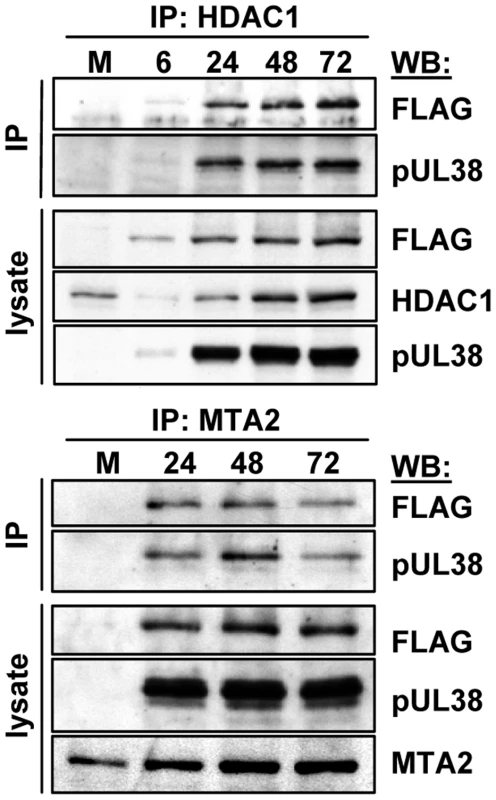 Accumulation of protein complexes during infection with BAD<i>in</i>UL29F.
