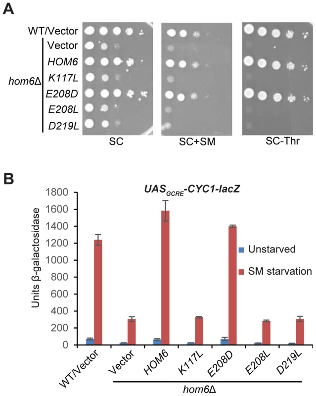 Hom6 catalytic activity is required for robust GAAC in Ile/Val-starved cells.