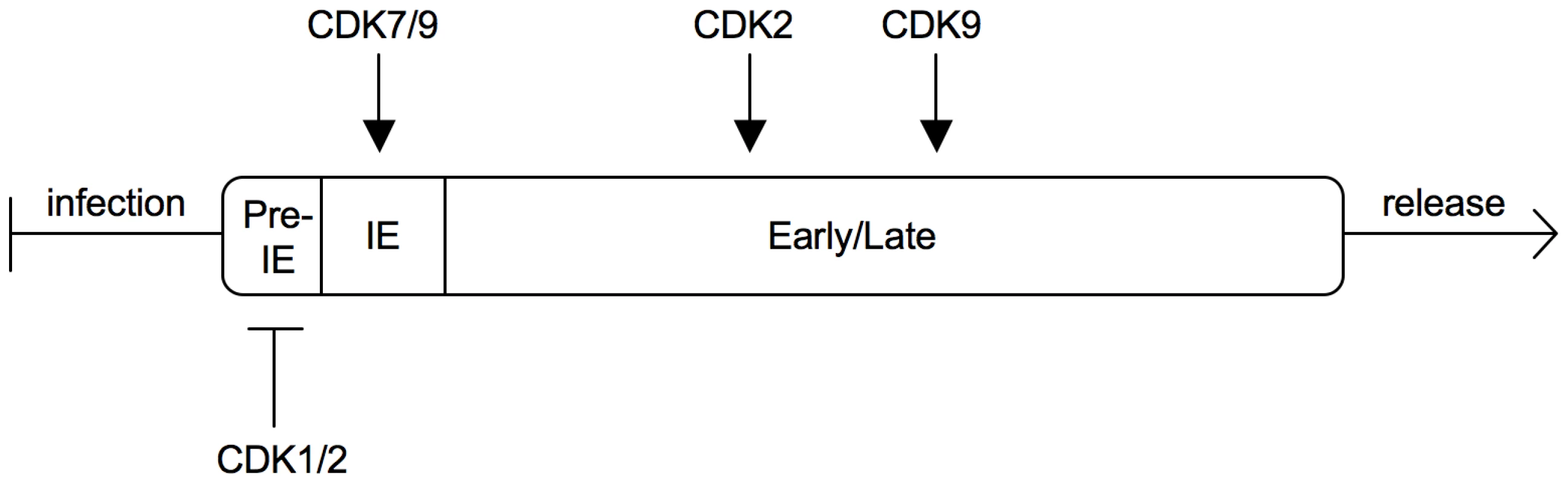 Sequential regulation of the HCMV replication cycle by different CDKs.