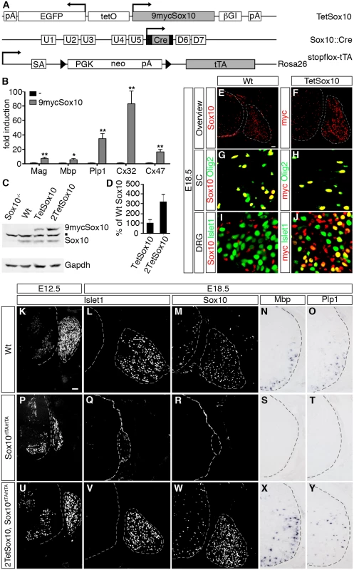 Transgenic Sox10 is overexpressed in normally Sox10 expressing cells and functional.