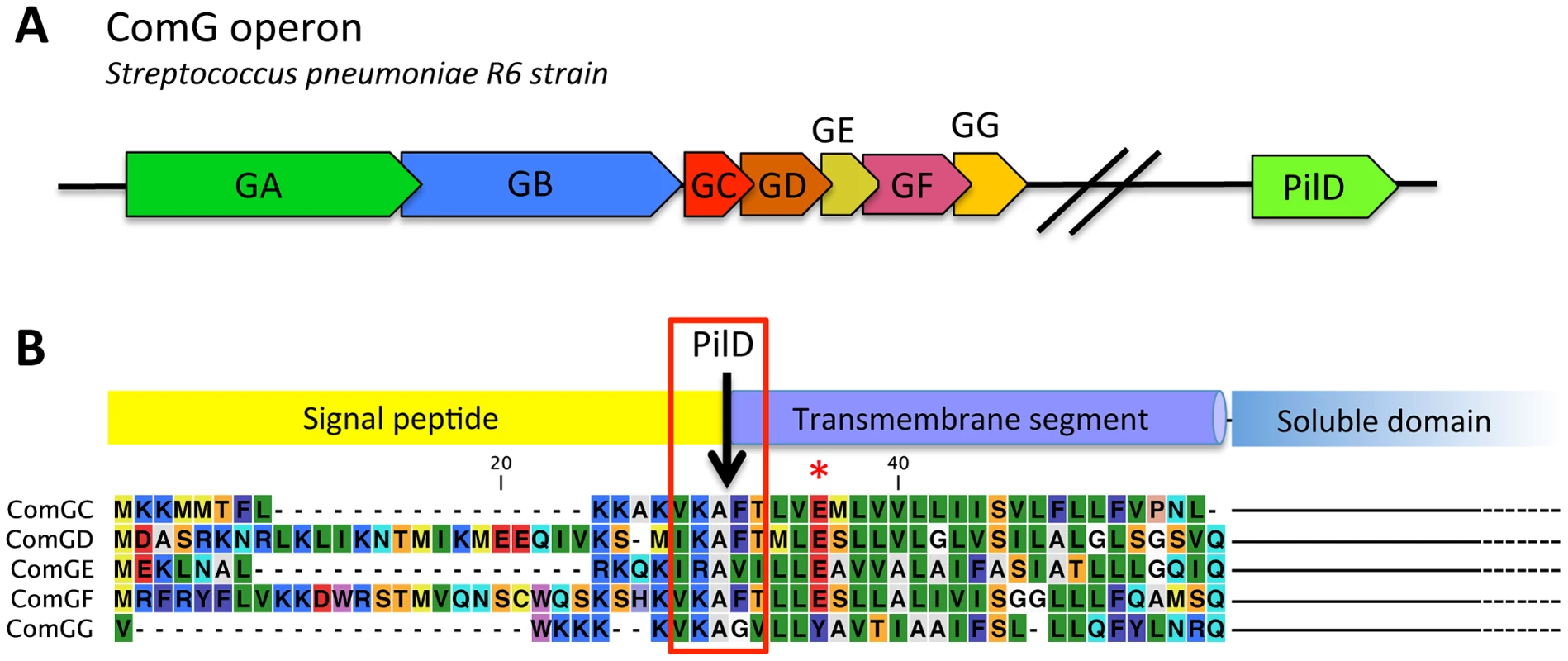 Genes potentially essential for transformation pilus assembly in <i>S. pneumonia and</i> prepilin sequences.