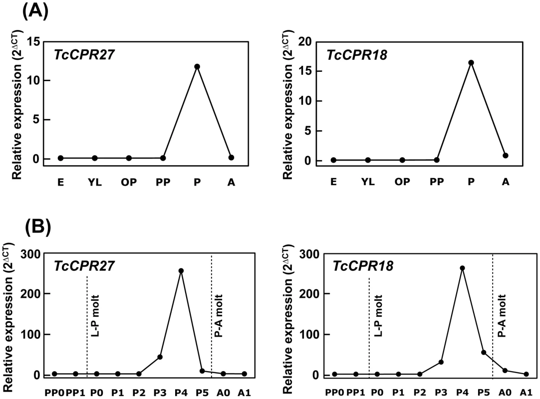 Expression profiles of <i>TcCPR27</i> and <i>TcCPR18</i> genes during development.