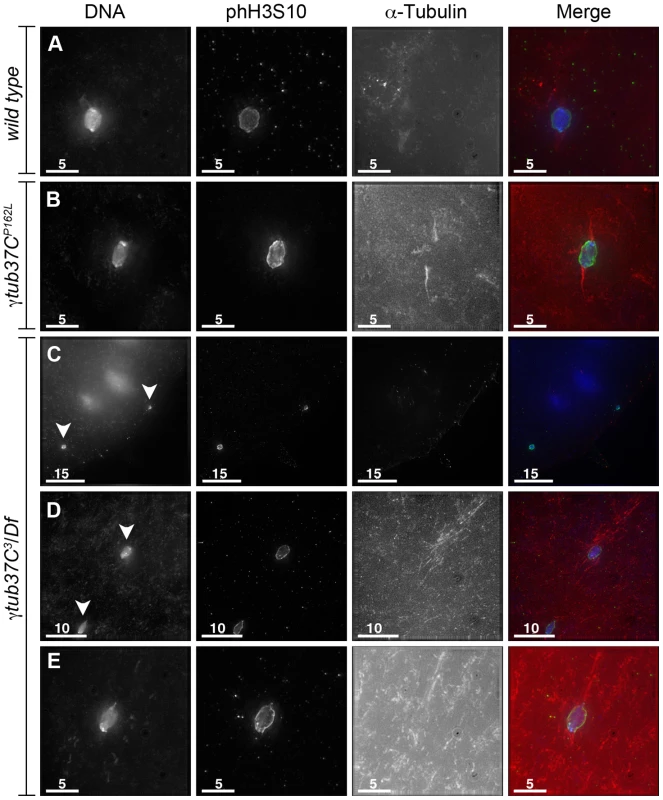 Oocytes with a missense mutation in <i>γtub37C</i> mostly recover by metaphase I arrest while a null mutation causes splitting of the chromosomes.